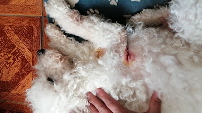 Photos of Clinica Veterinaria San Gerardo