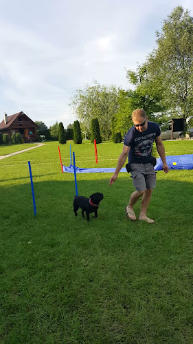 Dog's Town Szkolenie i behawiorystyka psów