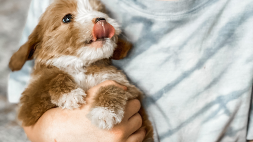 Artisan Miniature Goldendoodles And Bernedoodles