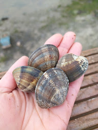 Photo n°26 de La Cabane de Cadoudal - Dégustation huitres au bord de la Ria d' Etel & vente directe à Locoal-Mendon (Restaurant de fruits de mer)