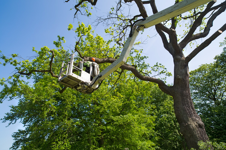 Vincent & Son's Tree Services