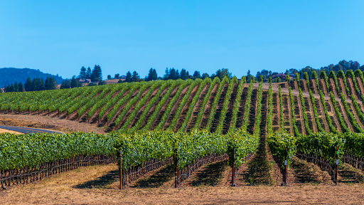 Sandra Rivera Realtor | Sonoma County Gallery - United States