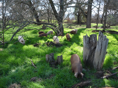 Riverdog Farm by null