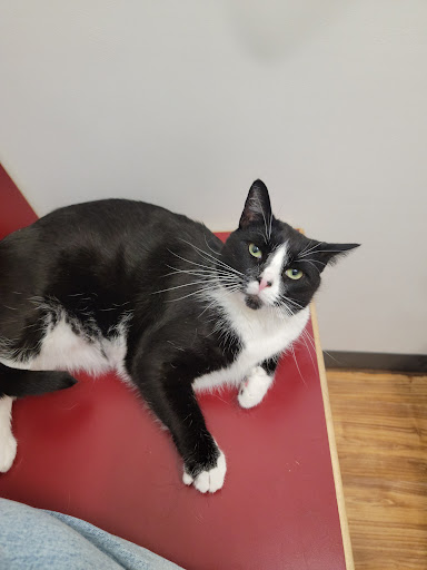 Cascades Pet Hospital Gallery - United States