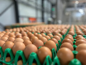 Photo n°3 de Production Des Elevages Bourgon à Flagey (Élevage de volailles)