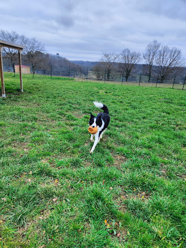 Pension chiens Domaine du grand large - Thumbnail