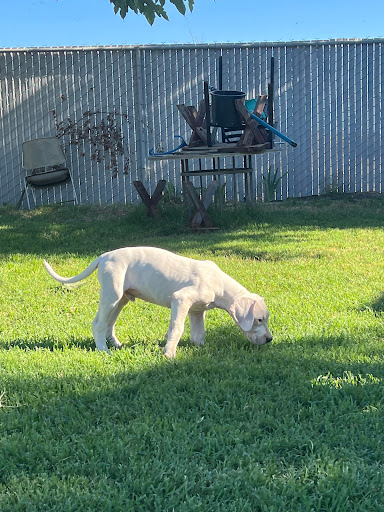 Dogo Argentino of California Gallery - United States
