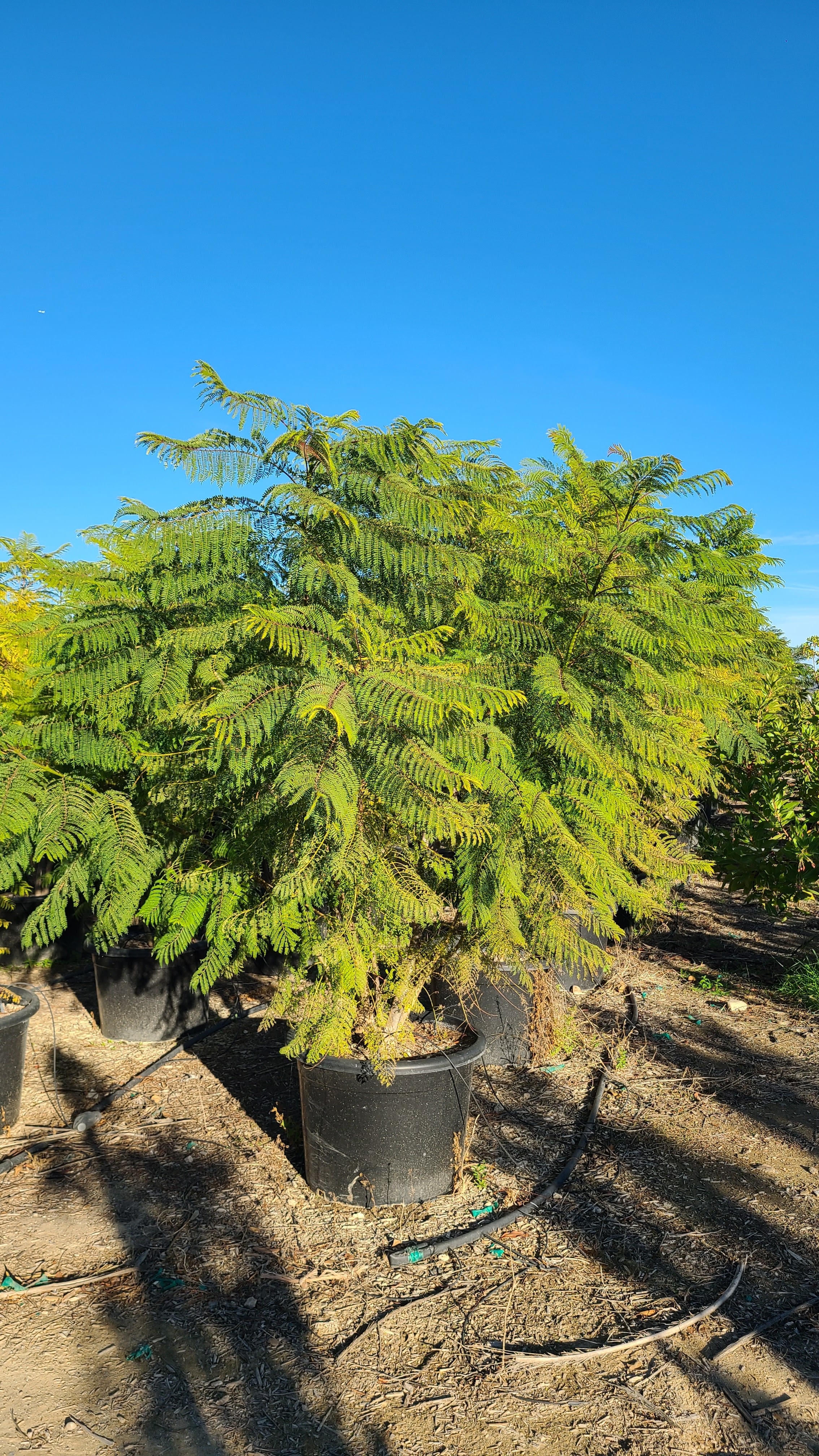 San Antonio Nursery