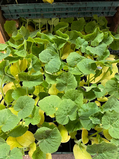 High Legh Pumpkin Patch - Visual