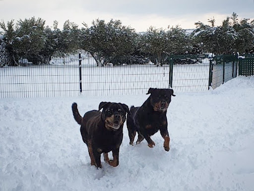 Hotel para perros Centro Canino el Olivar