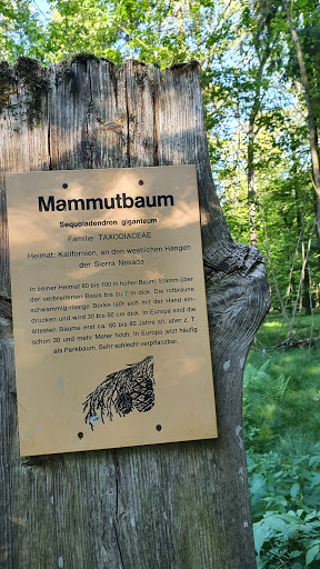 Mammutbäume Ulm