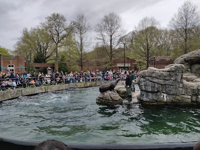 California Sea Lion Pool