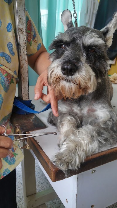 veterinary-care