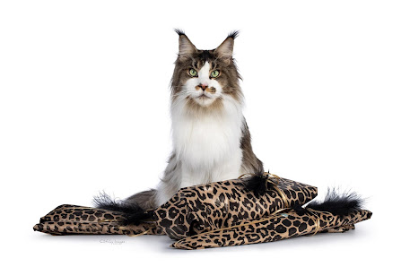 CatLovin Am Sonnenhang 62, 67714 Waldfischbach-Burgalben, Deutschland