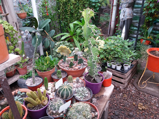 Cactus y Suculentas en Palmira - Foto 1