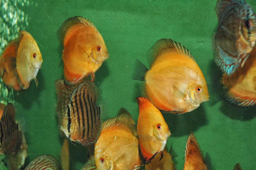 APC Snake Discus Gallery - France