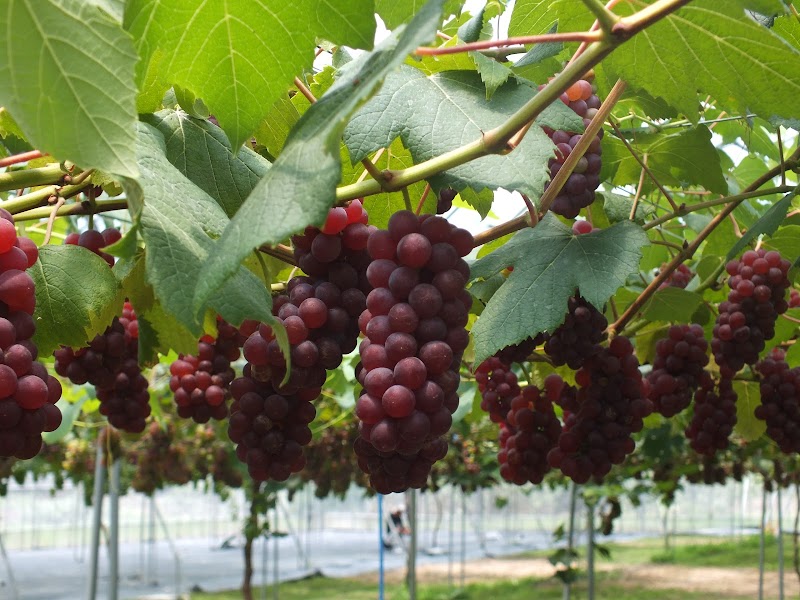 あわらベルジェ