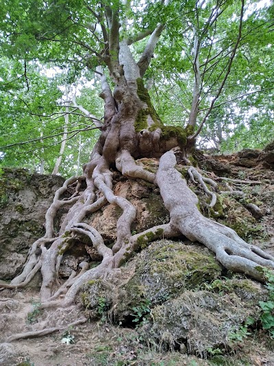 Ayngebire Piknik Alanı