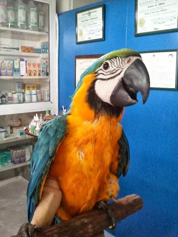 THE HOUSE OF PETS VETERINARY CLINIC, Quezon City — address, phone