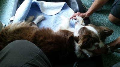 Photos of Dr. med.vet. Gereon Winkler