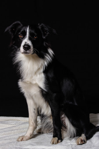 Photo de Centre de loisirs canin - Steph' Symbiose Education Canine à Bézu-Saint-Éloi (27660)