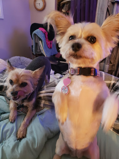 Hair of the Dog Grooming LLC - Thumbnail