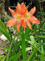 Photo n°49 de Widy GREGO and Co à Sainte-Anne (Restaurant végétarien)