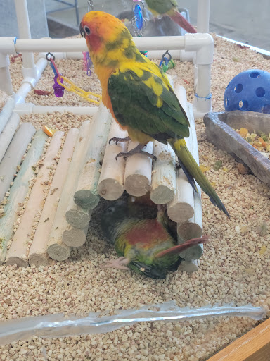 Whalton's Pet Shop - Thumbnail