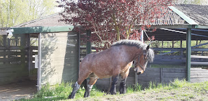 Photo n°7 de Equicie: les crins du lien à Sillegny (Soins aux personnes âgées)