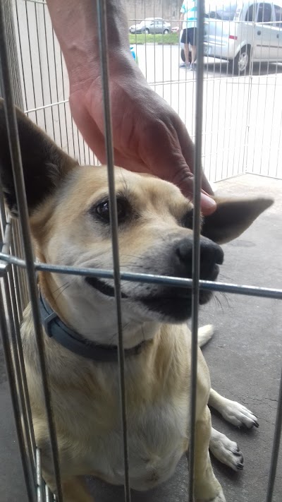 Photos of Animal Pet