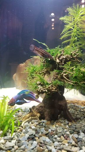 Minifiss Bonsai Driftwood - Thumbnail