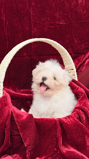 Exotic Toy Poodle Puppy in mumbai post image