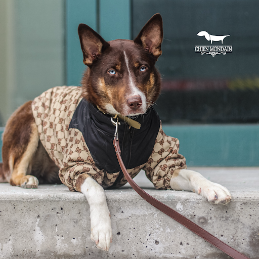 Chien Mondain - Mode Canine - Thumbnail