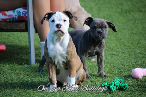 One of a Kind Bulldogs Inc. - Thumbnail
