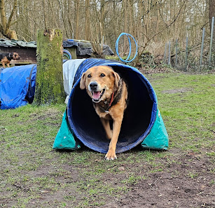 Professional-Dog-Trainer Bruhnrögenredder 7, 22043 Hamburg