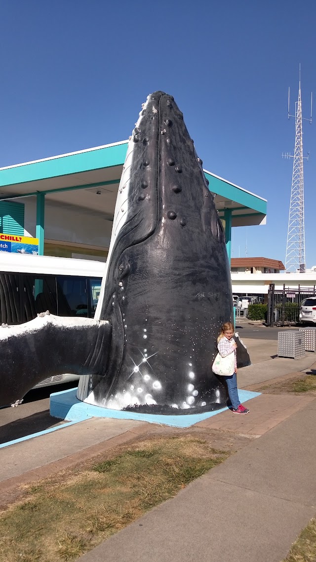 Spirit of Hervey Bay | Whale Watching Hervey Bay