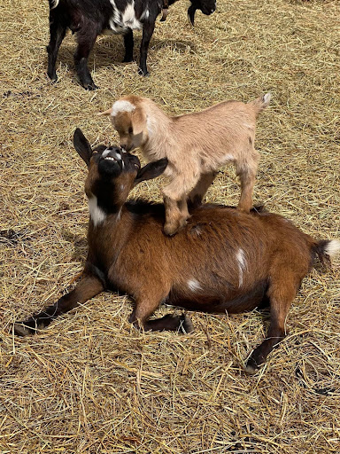 Ironstone Creek Farm - Thumbnail