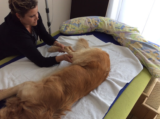 Britta Heitmann Hundephysiotherapie und Verhaltenstraining - Thumbnail