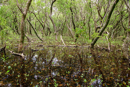 Lane Cove Mangrove Walkway - Thumbnail