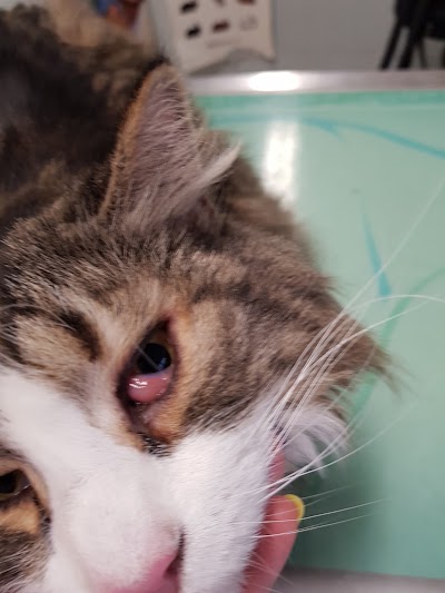 Photos of Ambulatorio Veterinario Dr. Graziani - Dr. Rubini