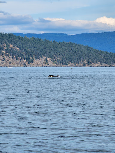 Blue Kingdom Whale & Wildlife Tours - Thumbnail