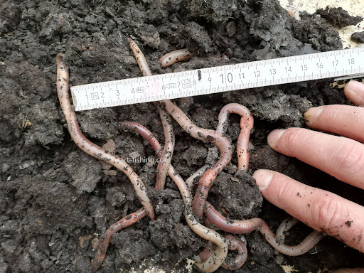 Kanadischer-Tauwurm.de