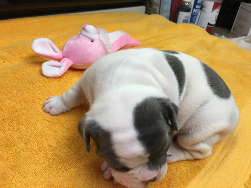 Umpqua Valley Kennels French Bulldogs - Thumbnail