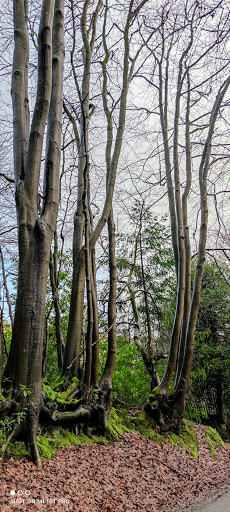 Polecat Copse - Thumbnail