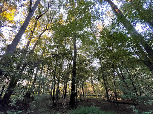 Lynch's Woods Park - United States