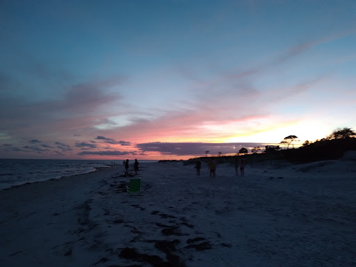 Dolphin Watch - Visual