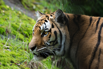 Oregon Zoo