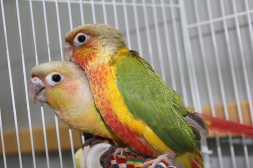 Feathered Friends - United States