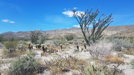 Coyote Canyon Wildflowers Spot Gallery - United States