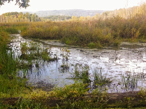 Black Creek Marsh Wildlife Management Area